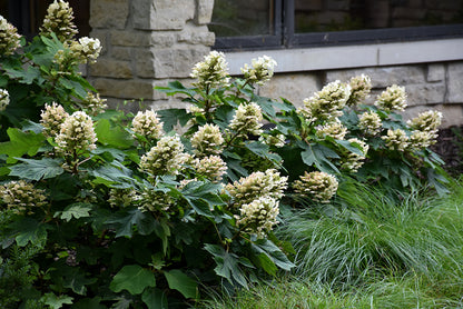 Munchkin® Oakleaf Hydrangea