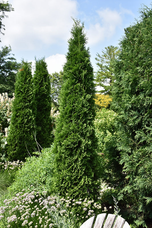 American-Pillar-Arborvitae
