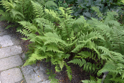 Lady in Red Fern (#1)