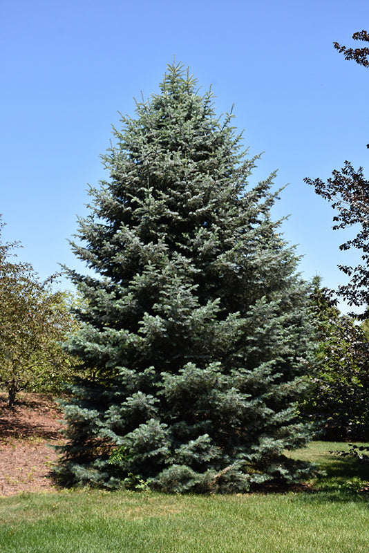 White-Fir