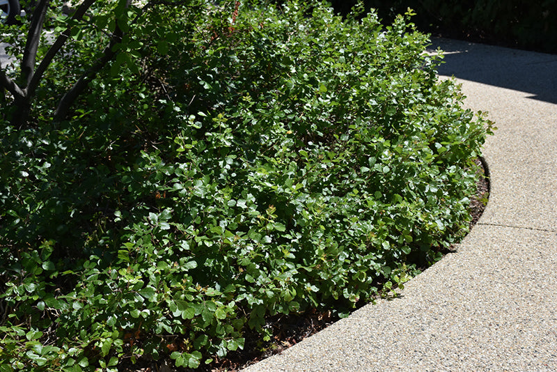 Gro-Low-Fragrant-Sumac
