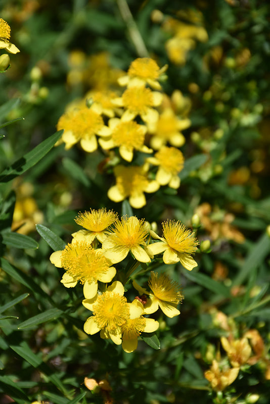 Sunny-Boulevard®-St.-John's-Wort