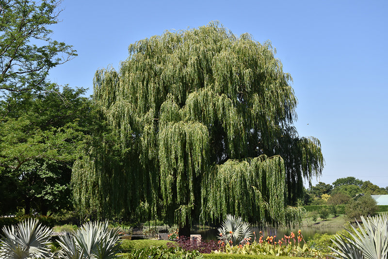 Babylon-Weeping-Willow