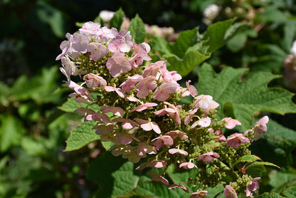 Ruby Slippers Hydrangea