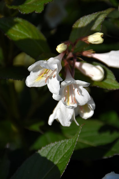 Tuxedo Weigela