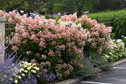 Quick Fire® Hydrangea
