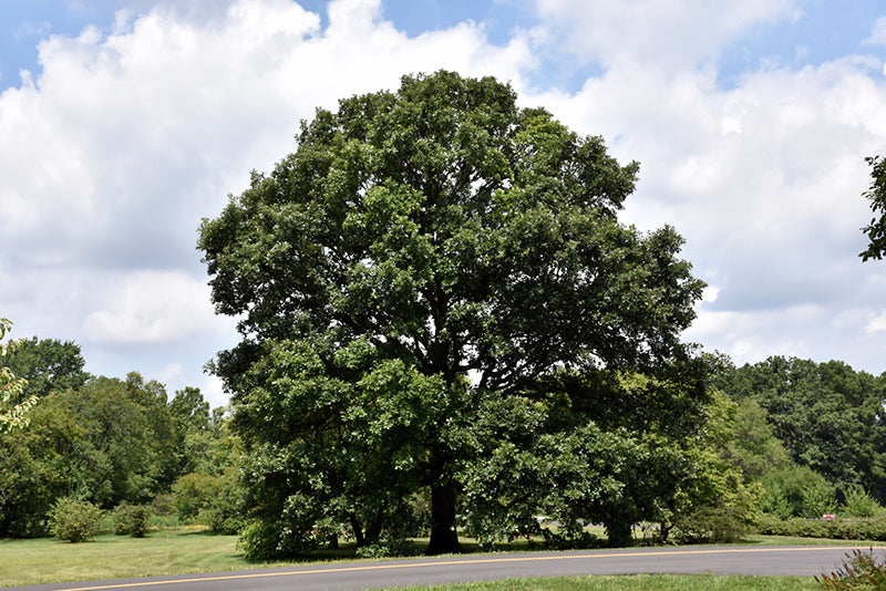 Swamp-White-Oak