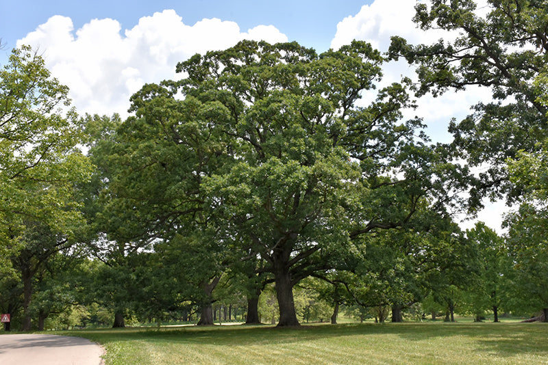 White-Oak