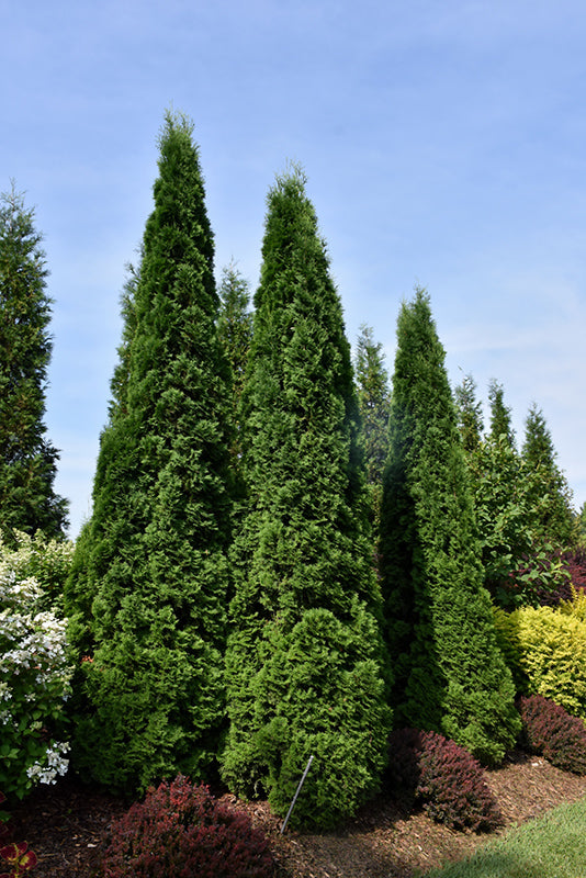 North Pole® Arborvitae