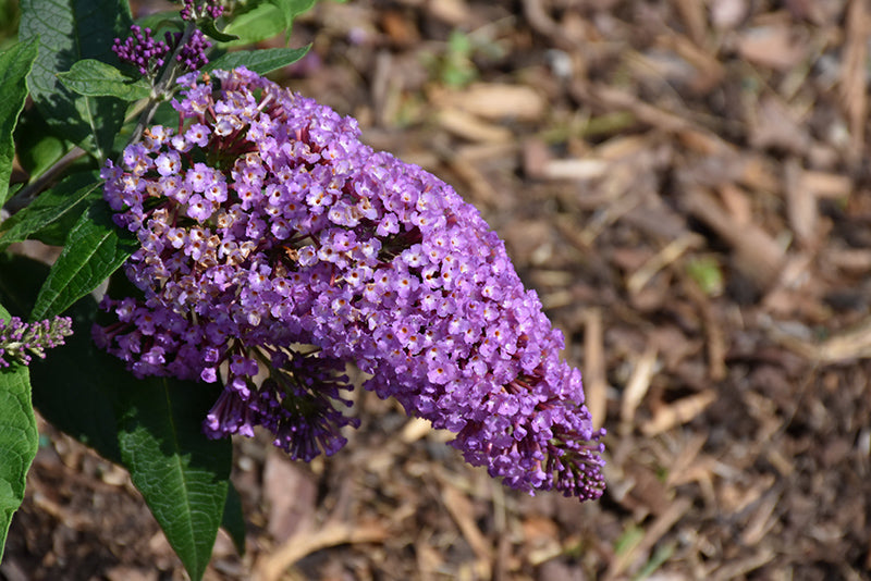 Pugster-Periwinkle®-Butterfly-Bush