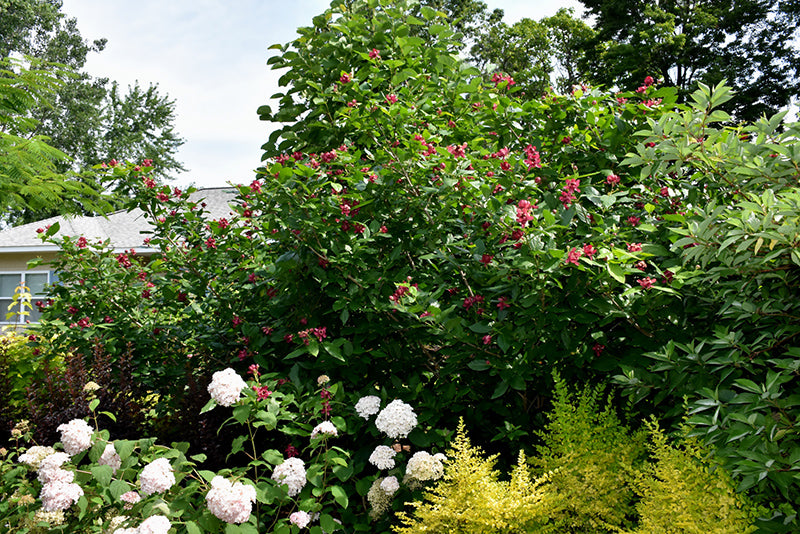 Aphrodite Sweetshrub