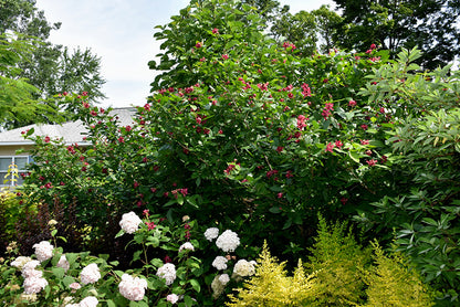 Aphrodite Sweetshrub