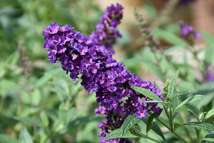 Miss-Violet-Butterfly-Bush
