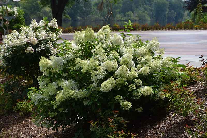 Little Lime® Hydrangea