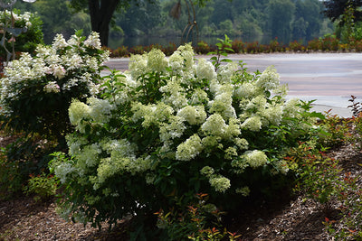 Little-Lime®-Hydrangea