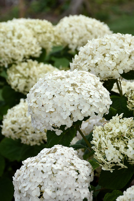 Invincibelle-Wee-White®-Hydrangea