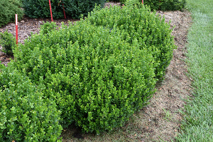 Sprinter®-Boxwood