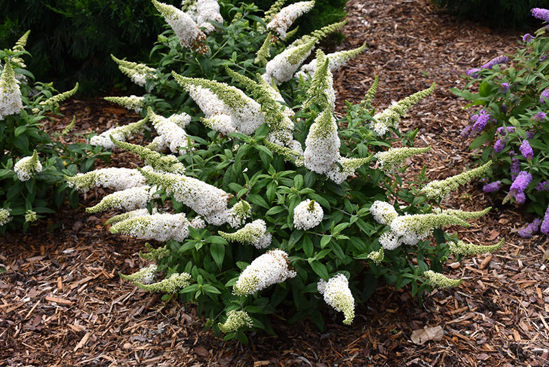 Pugster-White®-Butterfly-Bush