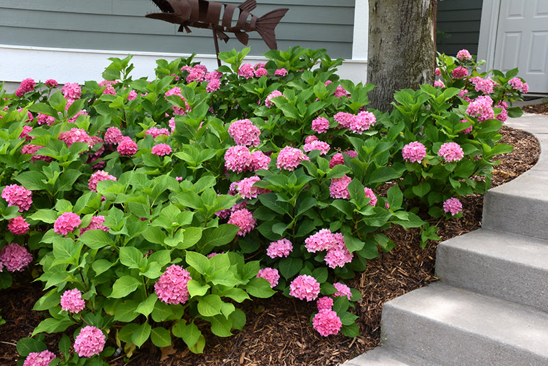 Let's Dance® Rhythmic Blue® Hydrangea
