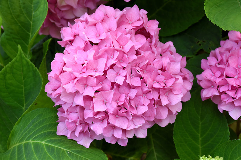 Let's Dance® Rhythmic Blue® Hydrangea