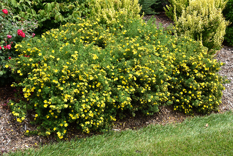 Happy Face® Yellow Potentilla