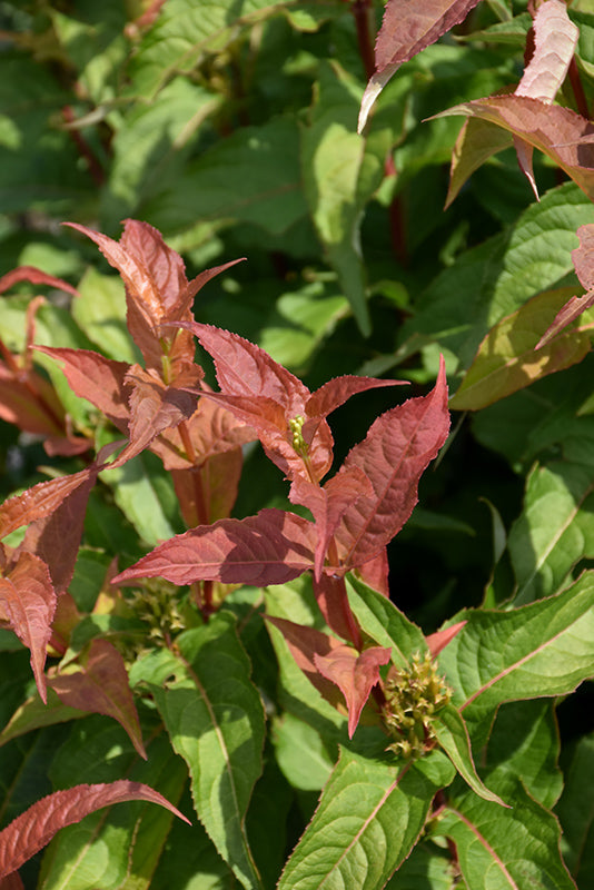 Kodiak® Orange Bush Honeysuckle