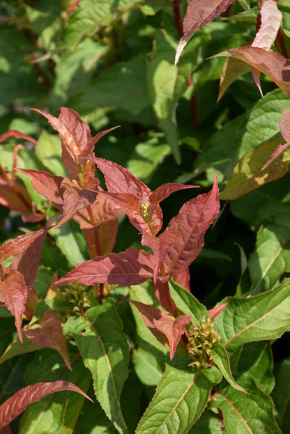 Kodiak® Orange Bush Honeysuckle