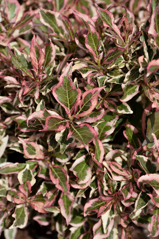 My Monet® Weigela