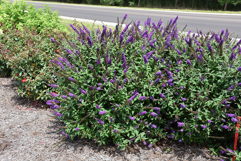 Miss Violet Butterfly Bush
