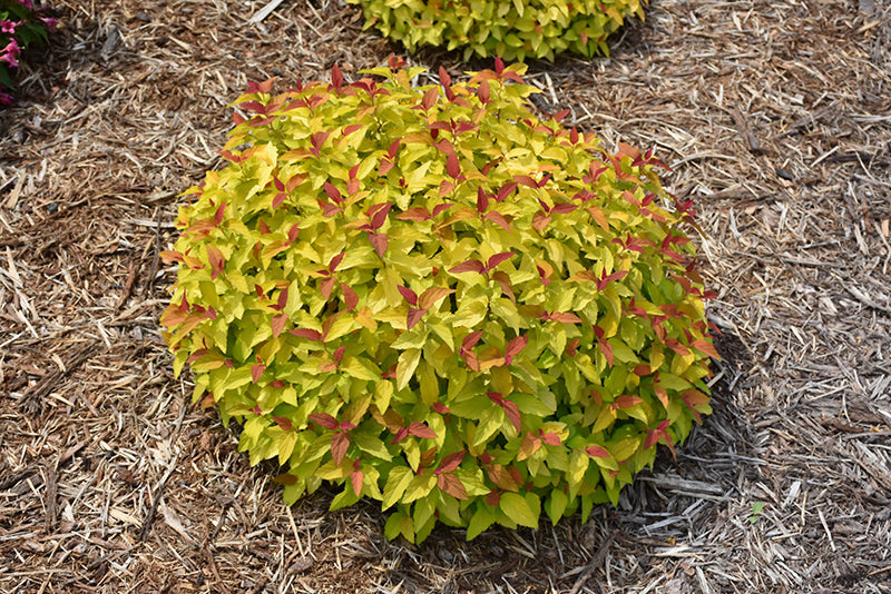 Double Play® Candy Corn® Spirea