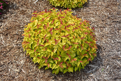 Double Play® Candy Corn® Spirea