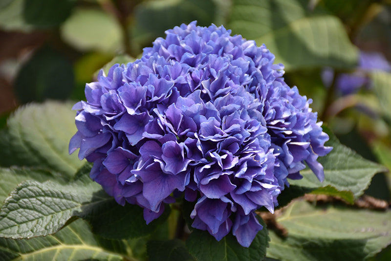 Let's-Dance®-Rhythmic-Blue®-Hydrangea