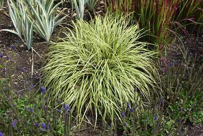 Evergold Sedge