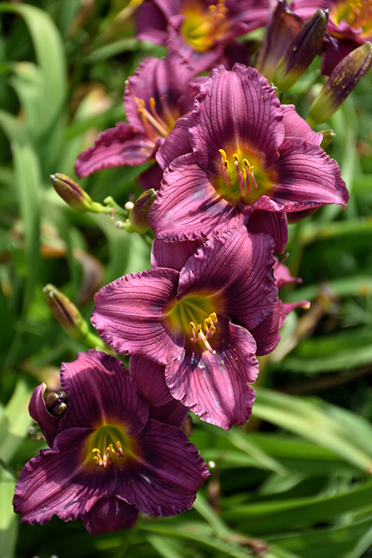 Little-Grapette-Daylily