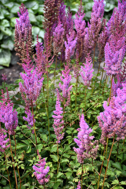 Purple Candles Astilbe