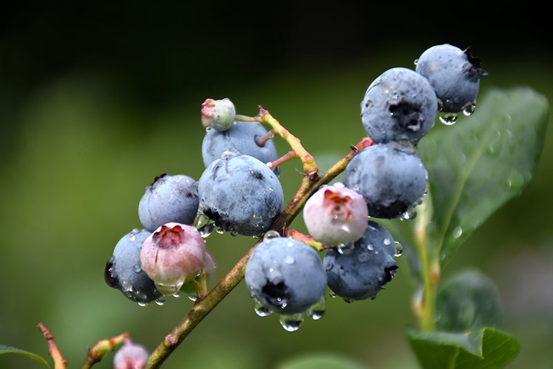 Blueray-Blueberry