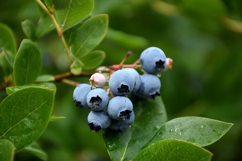 Northcountry Blueberry
