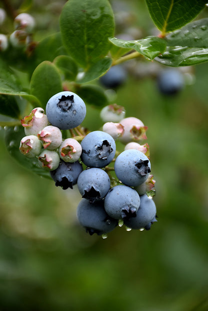 Duke-Blueberry
