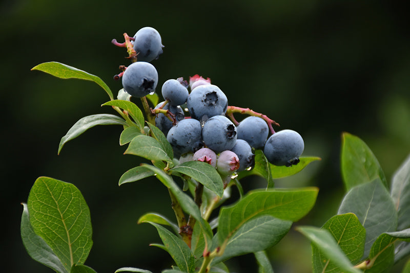 Northland-Blueberry