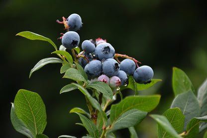 Northland-Blueberry