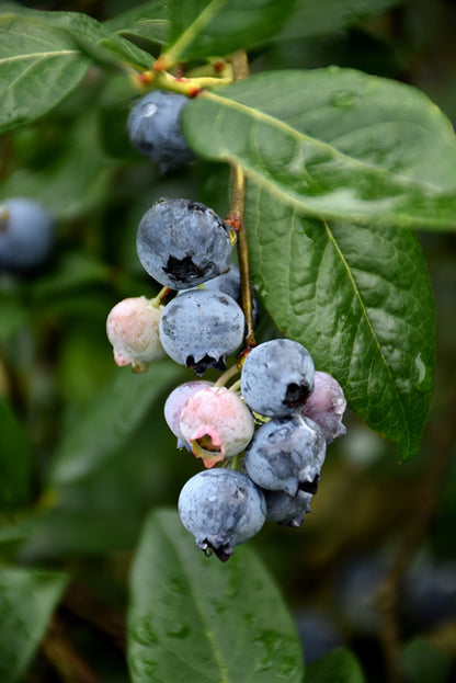 Bluejay Blueberry