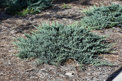 Blue-Chip-Juniper