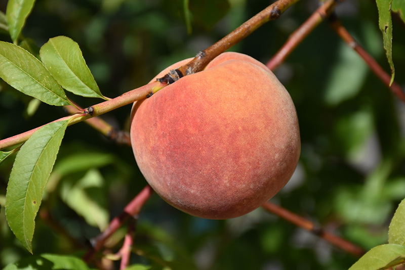Redhaven Peach Tree