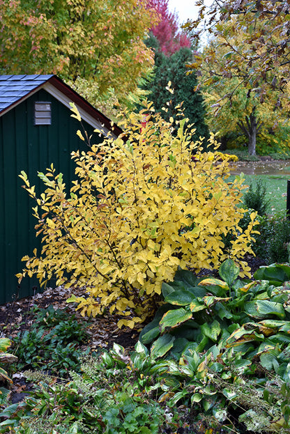 Vernal Witchhazel