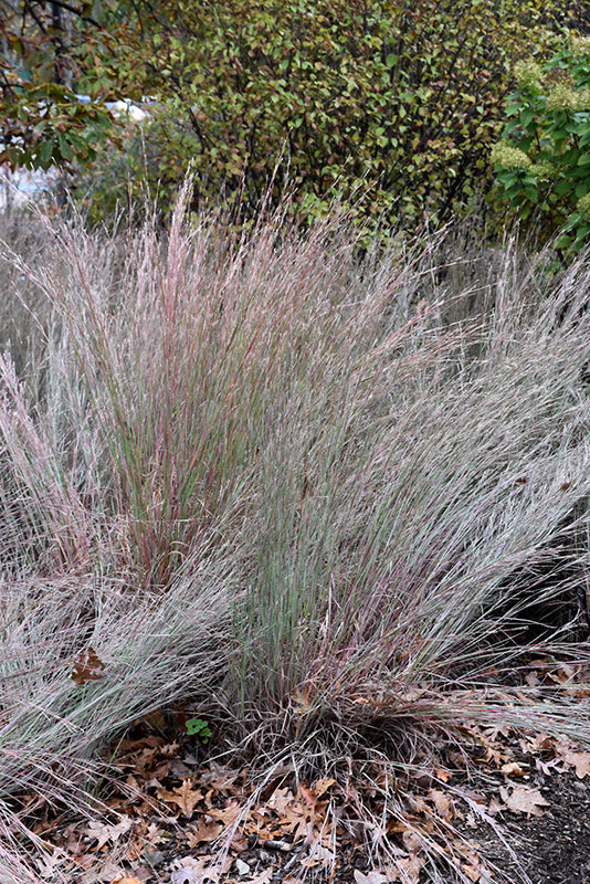 The Blues Little Bluestem