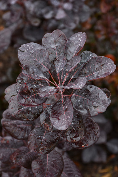 Winecraft Black® Smokebush