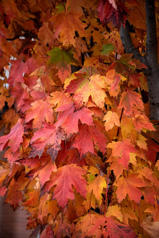Armstrong Gold® Red Maple
