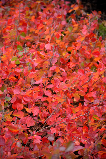 Gro-Low Fragrant Sumac