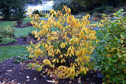Northern Spicebush