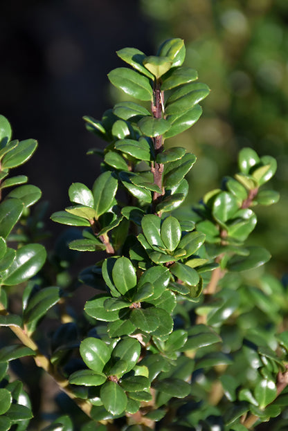 Steeds Japanese Holly